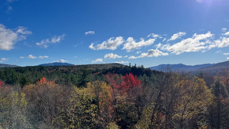 Featured image for The Engineered Forest: Why the Best Security Programs Are Invisible